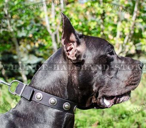 Super Nylon Halsband für Deutsche Dogge