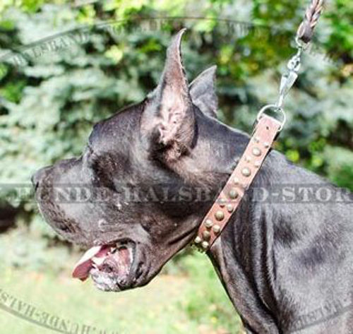 Deutsche Dogge ledernes Halsband mit Nieten und Pyramiden