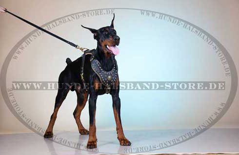 Doberman Harness Leather