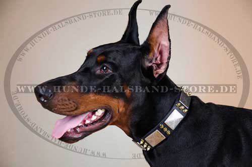 Hunde Halsband Leder für Dobermann mit Platten und Spikes ❺ - zum Schließen ins Bild klicken