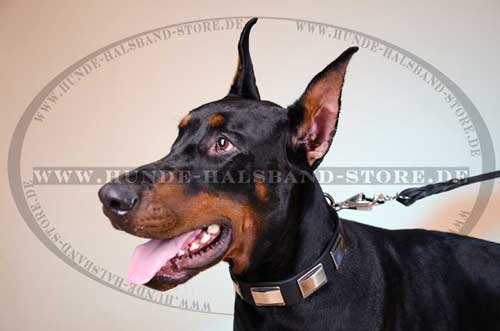 Dobermann Halsband mit Platten - Bestseller - zum Schließen ins Bild klicken