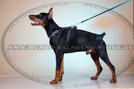 Doberman Padded Harness for Dog Sport 