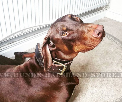 Halsband k9 aus Leder für Dobermann