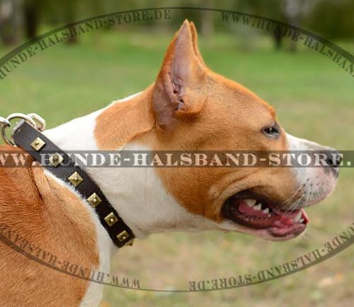 Designer Lederhalsband dünn mit Nieten für Amstaff