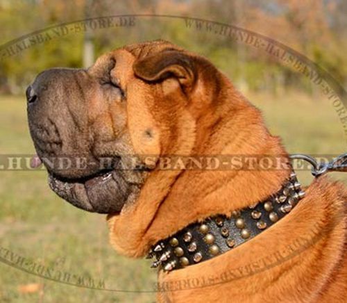 Hundehalsband Leder für Shar Pei