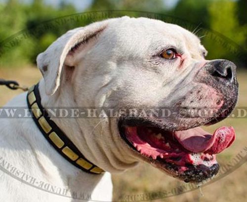 Exklusive Lederhalsband mit Platten für amerikanische Bulldogge - zum Schließen ins Bild klicken