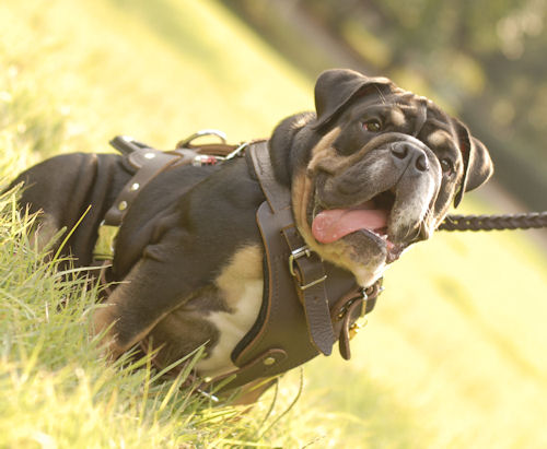 Braun H1 Hundegeschirr aus Leder Englische Bulldogge