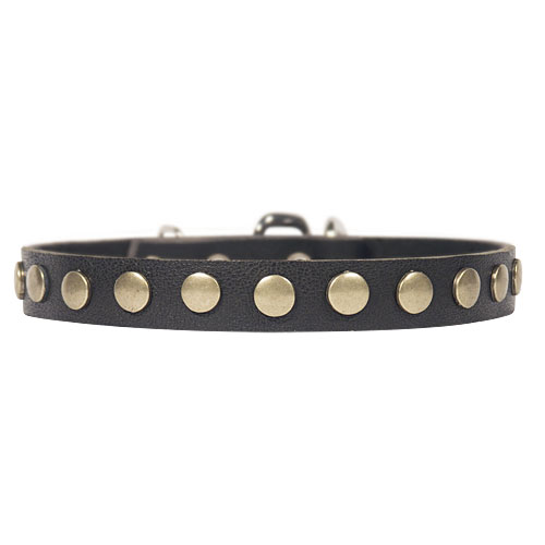 Dog leather collar with circles for Schnauzer