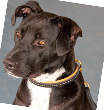 Hundehalsband Leder, Pitbull Erziehungshalsband ❺