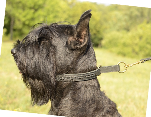 Giant Schnauzer choke collar, leather collar braided