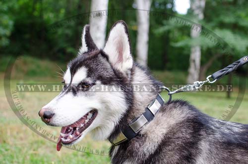 Hundehalsband Leder mit Metallplatten Malamute ⚜ - zum Schließen ins Bild klicken