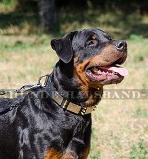 Rottweiler exklusives Nietenhalsband