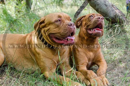 Bestseller Hundehalsband Leder Extra Breit mit Spikes für Bordeauxdogge