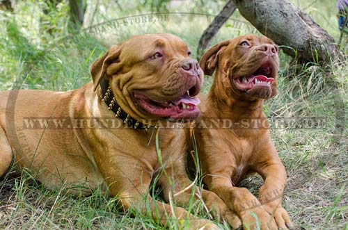Dog Collar Leather Extra Wide with Spikes for Dogue de Bordeaux 