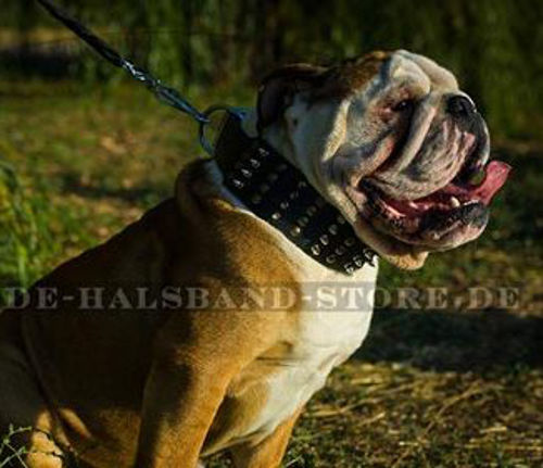 Lederhalsband mit 4 Mixschmuck Reihen für Englische Bulldogge - zum Schließen ins Bild klicken