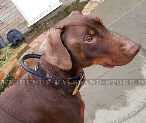 Festes Hetzhalsband mit Griff für Dobermann