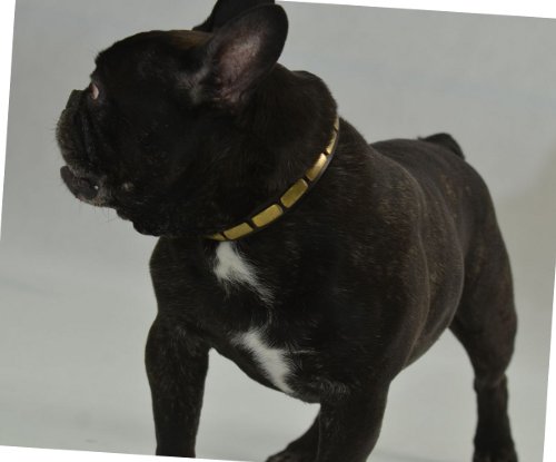 Bestseller Hundehalsband Leder für Französische Bulldogge Exklusiv