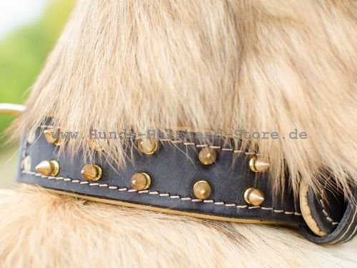 Exklusives Tervueren Halsband mit goldenfarbigen Spikes