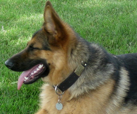 /images/large/German-Shepherd-leather-dog-collar-studded_LRG.jpg