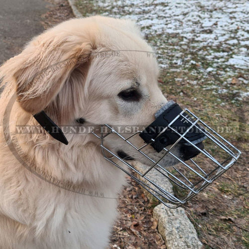 Bestseller Drahtmaulkorb mit Polsterung für Labrador - zum Schließen ins Bild klicken