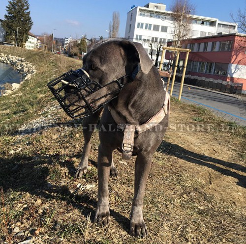 Drahtmaulkorb gummiert für Cane Corso