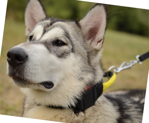 Nylon collar for Malamute