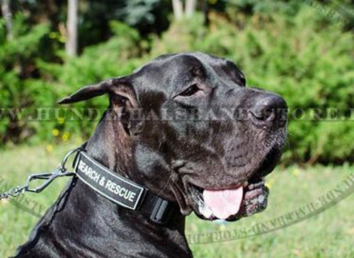 Logohalsband aus Nylon für Deutsche Dogge - zum Schließen ins Bild klicken