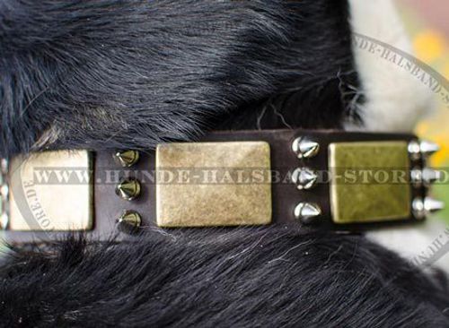 Hundehalsband mit Platten und Spikes für Schweizer Sennenhund - zum Schließen ins Bild klicken