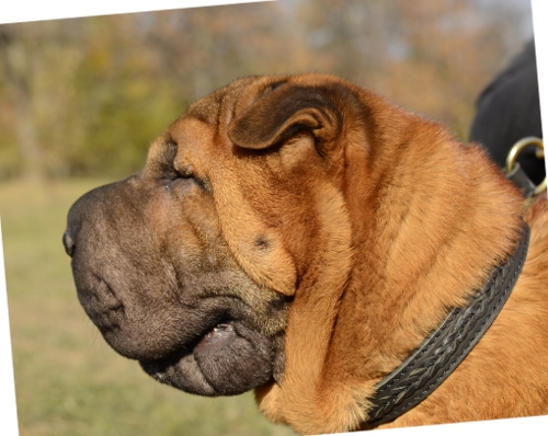 Dog Collar Leather Exclusive for Shar Pei 