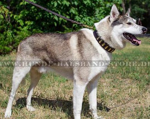 Schönes Lederhalsband mit vertikalen Platten für Husky⑩⑩