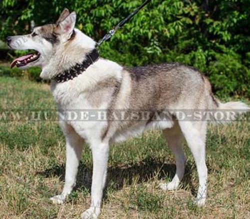 Designer Lederhalsband für Husky mit Spikes und Nieten✰✰✰