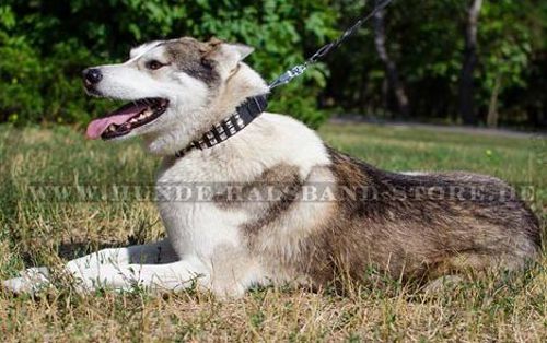 Exklusives Lederhalsband mit Pyramiden für Huskyᐞᐞᐞ - zum Schließen ins Bild klicken