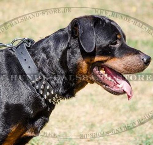 Hundehalsband Leder mit Spikes-Bestseller - zum Schließen ins Bild klicken