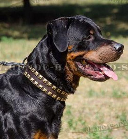 Hundehalsband aus Naturleder für Rottweiler