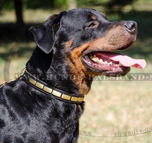 Ideales Lederhalsband mit Platten für Rottweiler