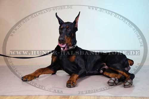 Design Halsband für Dobermann - zum Schließen ins Bild klicken