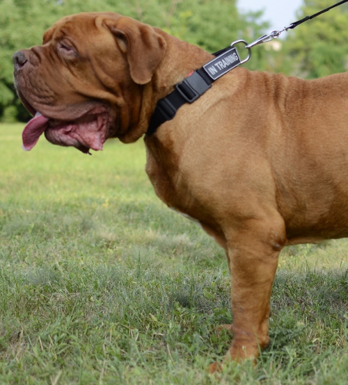 Bordeauxdogge Hunde-Halsband Nylon