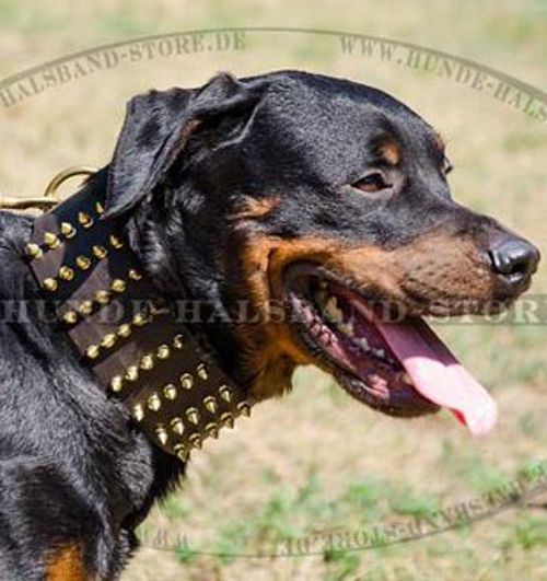 Luxus Halsband mit Spikes für Rottweiler