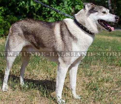 Designer Lederhalsband 3 cm breit für Husky ⑩⑩⑩ - zum Schließen ins Bild klicken