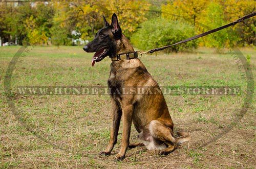 Schönes Lederhalsband mit Pyramiden und Schildern für Malinois - zum Schließen ins Bild klicken