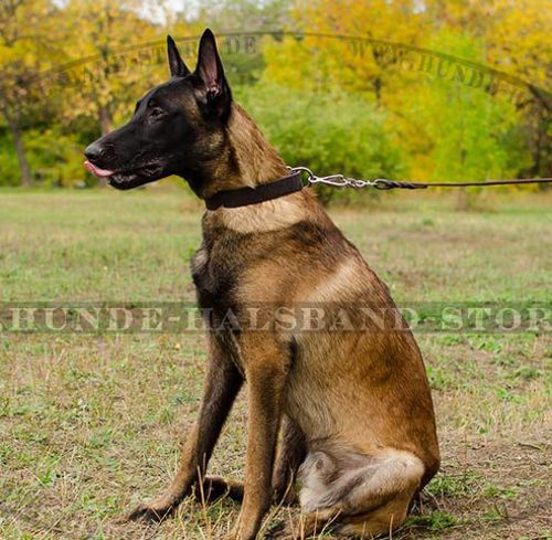 Lederhalsband für Malinois 25 mm ✰✰✰