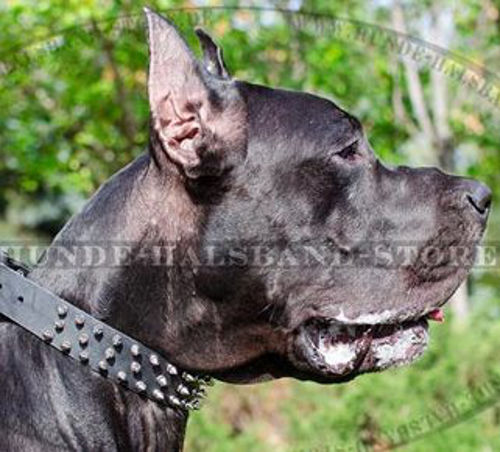 Unglaubliches Lederhalsband mit Spikes für Deutsche Dogge - zum Schließen ins Bild klicken