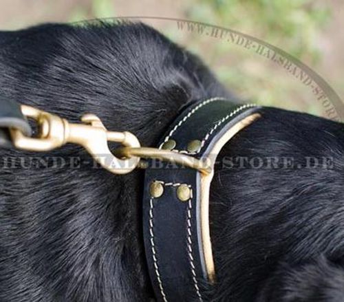 Bestseller Gepolstertes Lederhalsband für Schweizer Sennenhund - zum Schließen ins Bild klicken