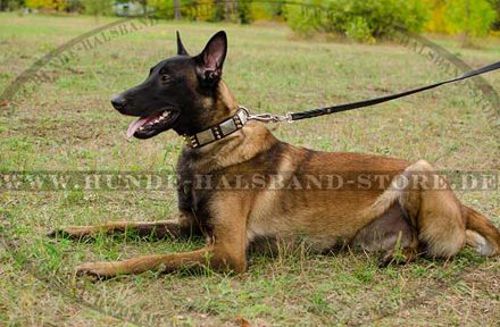 Hundehalsband aus Leder mit Platten und Spikes für Malinois