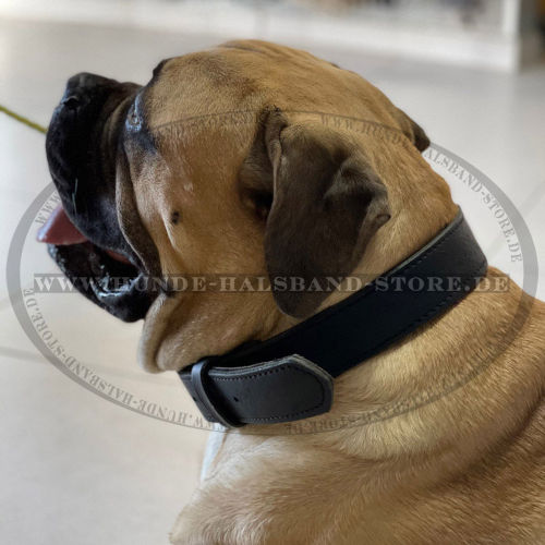 Bullmastiff Hetzhalsband aus echtem Leder - zum Schließen ins Bild klicken