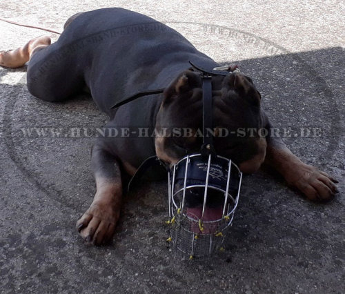 Beißkorb aus Draht für Englischen Staffy und ähliche Hunderassen - zum Schließen ins Bild klicken