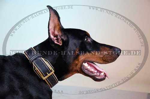 Dobermann Halsband Gepolstert ❺ - zum Schließen ins Bild klicken