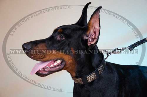 Nietenhalsband Leder für Dobermann ⑩ - zum Schließen ins Bild klicken