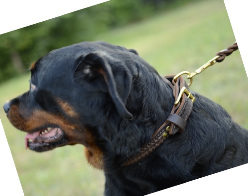 Hundehalsband aus Leder fuer Rottweiler