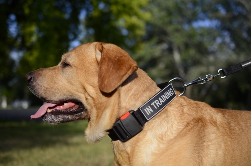 Halsband aus Nylon- Bestseller für Labrador - zum Schließen ins Bild klicken